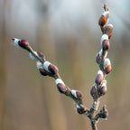 Pussy Willow Cuttings - Pack of 10 - 8-10 Inch - Willow Branches for Planting