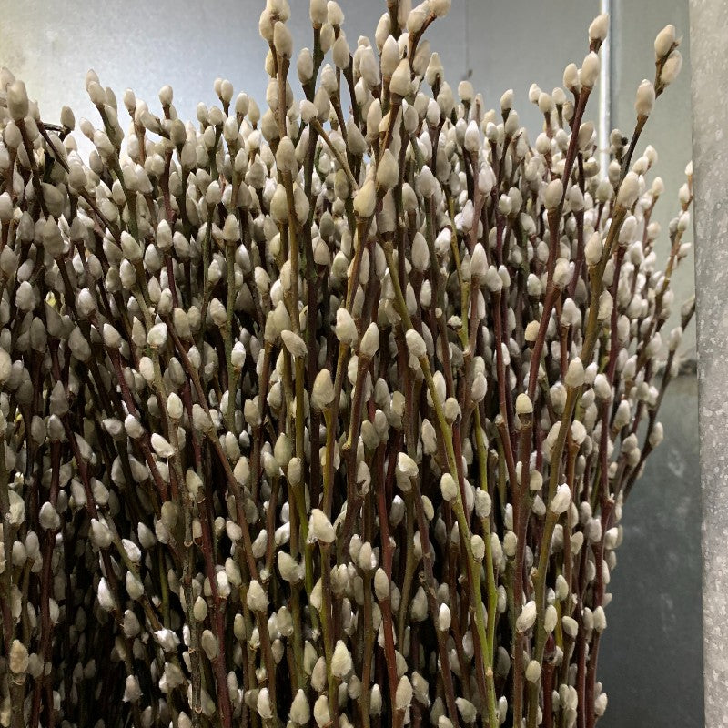 20 Large Pussy Willow Tree Cuttings, No Root, Easy to Root, Landscape Planting, 8-10 Inch Cuttings to Yield 20 Trees In Field or 40 In Containers