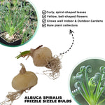 Rare Albuca Spiralis Frizzle Sizzle Live Plant - 2 Bulbs Succulent House Plant for Indoor Growing