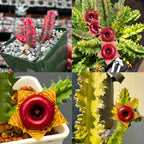 Variegated Zebrina Rare Cactus Plant Live in 3" Pot, Lifesaver Cactus, Pink Succulent, Seasonal Color Changes Trailing Succulent Plant Live, Ornamental Succulent Live House Plant