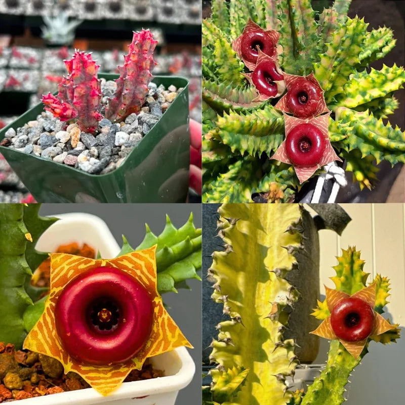 Variegated Zebrina Rare Cactus Plant Live in 3" Pot, Lifesaver Cactus, Pink Succulent, Seasonal Color Changes Trailing Succulent Plant Live, Ornamental Succulent Live House Plant