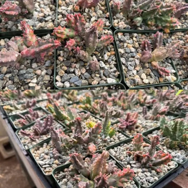 Variegated Zebrina Rare Cactus Plant Live in 3" Pot, Lifesaver Cactus, Pink Succulent, Seasonal Color Changes Trailing Succulent Plant Live, Ornamental Succulent Live House Plant