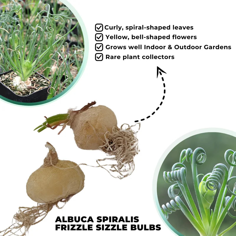 Rare Frizzle Sizzle Live Plant - Albuca Spiralis Succulent House Plant with 2 Bulbs