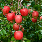 Red Apple Tree Live Plant - 12-24 Inch Bare Root Fruit Tree for Garden