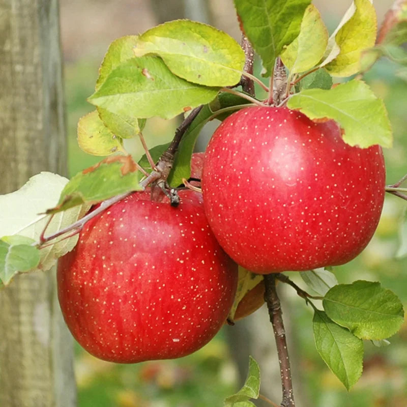 Red Apple Tree Live Plant - 12-24 Inch Bare Root Fruit Tree for Garden
