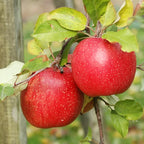 Red Apple Tree Live Plant - 12-24 Inch Bare Root Fruit Tree for Garden