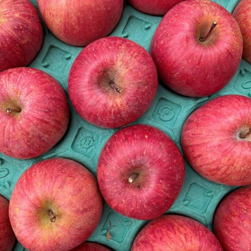 Red Apple Tree Live Plant - 12-24 Inch Bare Root Fruit Tree for Garden