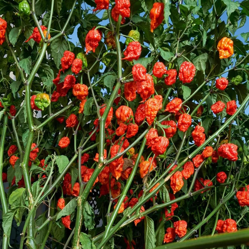Bhut Jolokia Pepper Plants - 4 Inc Potted Ghost Peppers - Live Chili Plants