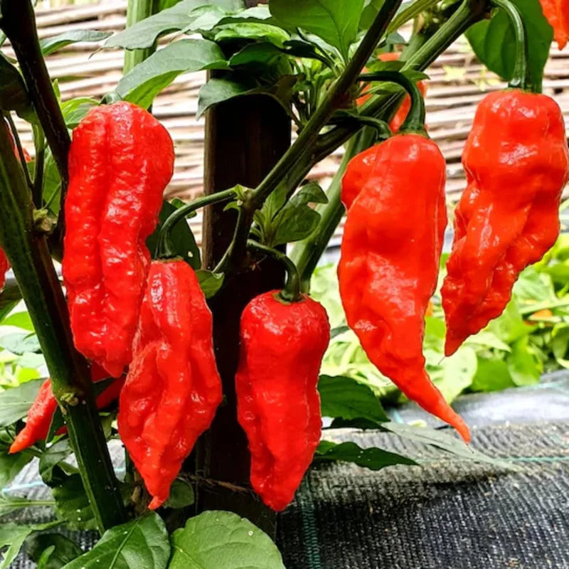 Red Ghost Hot Pepper Plants - 4 Inch Potted Bhut Jolokia Chili Pepper Live Plants
