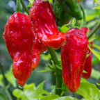 Red Ghost Hot Pepper Plants - 4 Inch Potted Bhut Jolokia Chili Pepper Live Plants