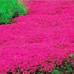 5 Red Creeping Thyme Live Plants – Perennial Ground Cover in Compact 3.5-Inch Pots for Landscaping Projects