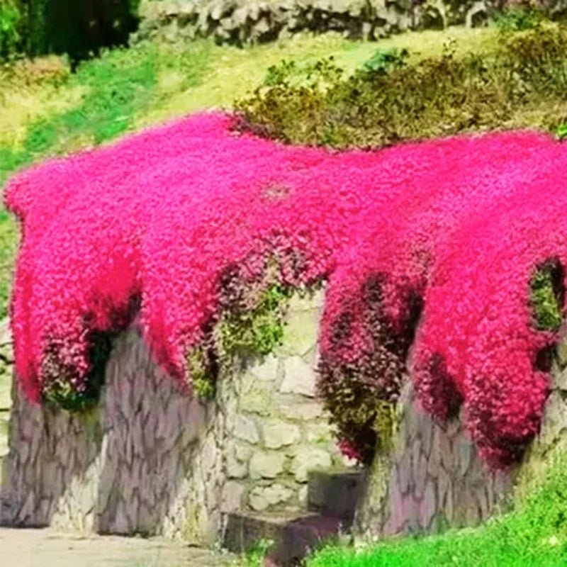 Red Creeping Thyme Live Plants – Set of 2 Hardy Perennials in 3.5-Inch Pots, Perfect for Ground Cover