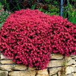5 Red Creeping Thyme Live Plants – Perennial Ground Cover in Compact 3.5-Inch Pots for Landscaping Projects