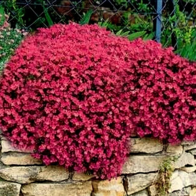 5 Red Creeping Thyme Live Plants – Perennial Ground Cover in Compact 3.5-Inch Pots for Landscaping Projects