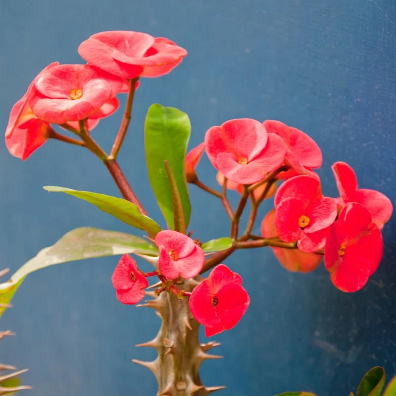 Red Crown of Thorns Plant Live 4 Inch Pot - Hardy Cactus Houseplant