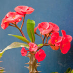 Red Crown of Thorns Plant Live 4 Inch Pot - Hardy Cactus Houseplant