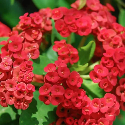 Red Crown of Thorns Plant Live 4 Inch Pot - Hardy Cactus Houseplant