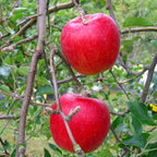 Red Apple Tree Live Plant - 12-24 Inch Bare Root Fruit Tree for Garden