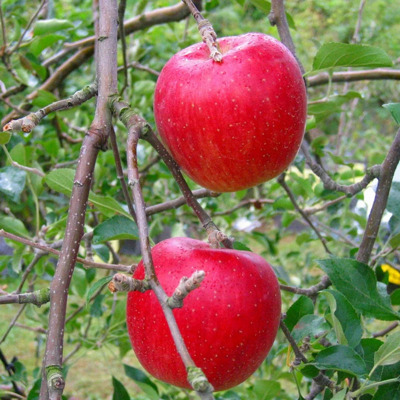 Red Apple Tree Live Plant - 12-24 Inch Bare Root Fruit Tree for Garden