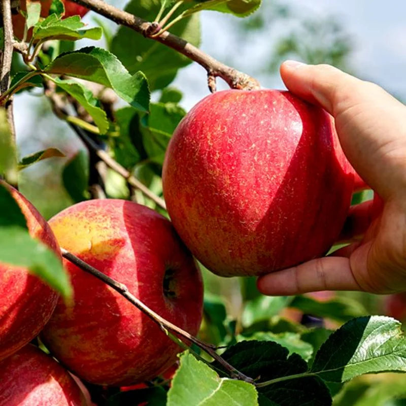 Red Apple Tree Live Plant - 12-24 Inch Bare Root Fruit Tree for Garden