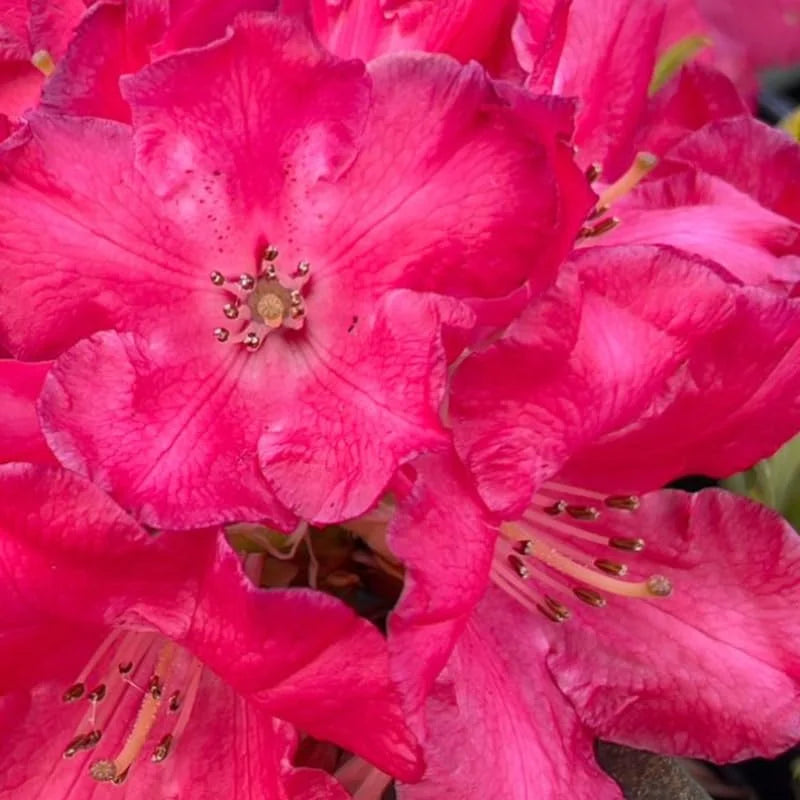 Red Flower Rhododendron Live Plant - Outdoor Azalea Shrub - Fragrant Blooms