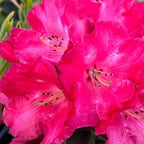 Red Flower Rhododendron Live Plant - Outdoor Azalea Shrub - Fragrant Blooms