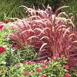 Red Purple Fountain Grass Live Plant, Vibrant Purple Red Grass, 4-9" Tall for Landscaping