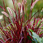 Red Purple Fountain Grass Live Plant, Vibrant Purple Red Grass, 4-9" Tall for Landscaping