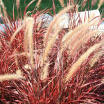 Red Purple Fountain Grass Live Plant - Ornamental Purple Red Grass Plant for Landscaping - 4-9" Height