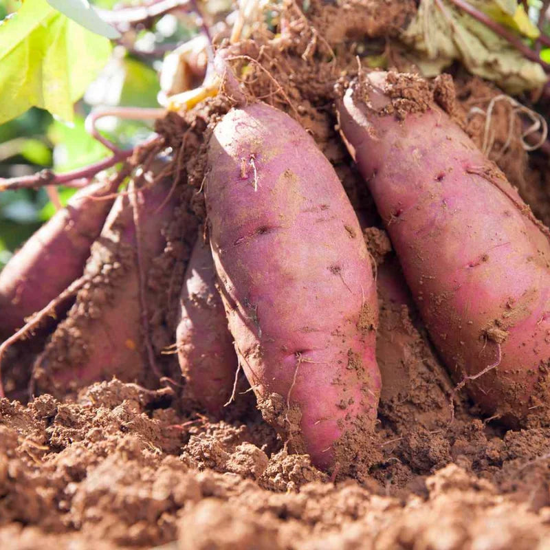 Red Japanese Potato Slips - 10 Count - Rooted Vegetable Starts