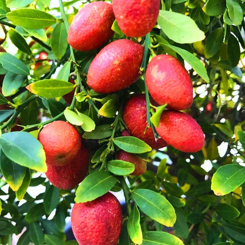 Red Lime Tree, Lime Tree Live Plant, Lemon Plant Live Potted From 2 To 3 Feet Tall, Grafted Tree No Ship To CA