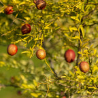 Red Lime Tree, Lime Tree Live Plant, Lemon Plant Live Potted From 2 To 3 Feet Tall, Grafted Tree No Ship To CA