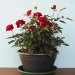 Red Mini Roses Plant Set - 4 Live Starter Roses, Vibrant Color, 5-10 Inches