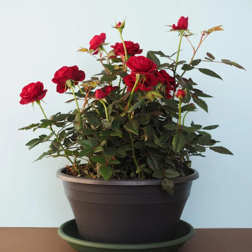 Red Mini Roses Plant Set - 4 Live Starter Roses, Vibrant Color, 5-10 Inches