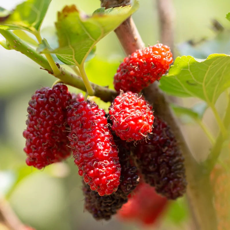 Mulberry Trees Live Plants – Set of 2 Sweet Berry-Producing Mulberry Trees 2-3 Feet Tall for Home Growing