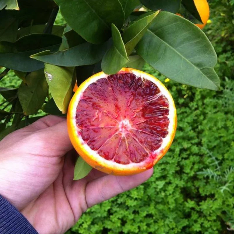 Red Navel Orange Tree, Navel Oranges Tree, Red Navel Orange Plant, Live Navel Orange Tree 2 Feet Tall, Sweet Orange Tree No Ship To CA