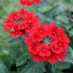Red Perennial Verbena Plants - Live Flowering Plants Set of 4 for Garden &amp; Containers