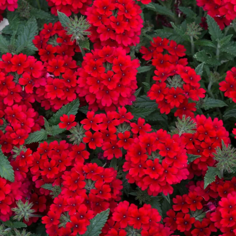 Red Perennial Verbena Plants - Live Flowering Plants Set of 4 for Garden &amp; Containers
