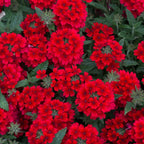 Red Perennial Verbena Plants - Live Flowering Plants Set of 4 for Garden &amp; Containers