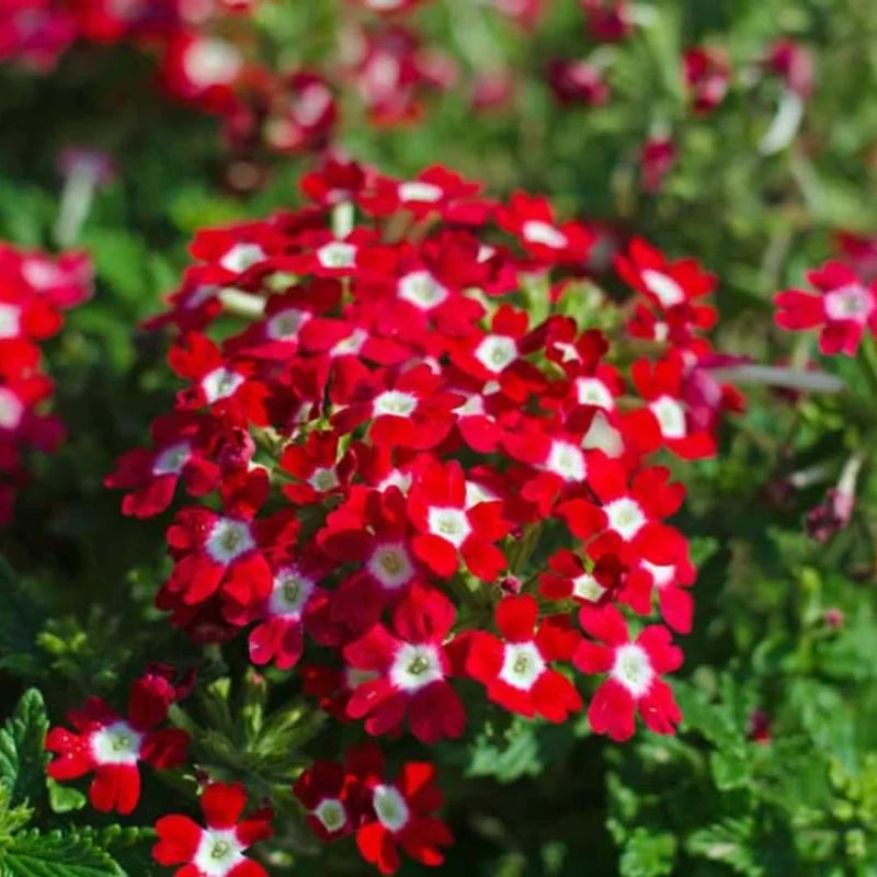 Red Verbena Plants Set - Live Red Flowering Plant for Garden - 2 Plants