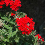 Red Perennial Verbena Plants - Live Flowering Plants Set of 4 for Garden &amp; Containers