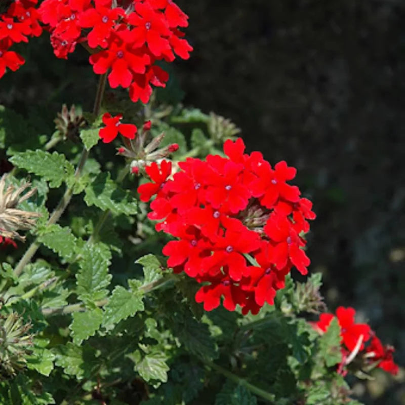 Red Perennial Verbena Plants - Live Flowering Plants Set of 4 for Garden &amp; Containers