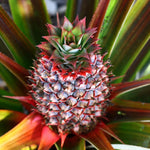 Red Pineapple Plant Live Bare Root – Sweet Tropical Pineapple Fruit Tree Starter for Home Gardens