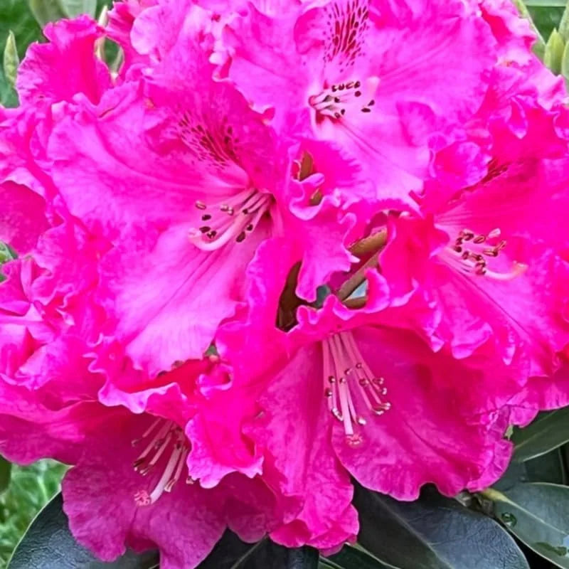 Red Pink Rhododendron Live Plant - Azalea Bush - Ready To Plant