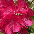 Red Rhododendron Plant Live Azalea Bush Ready to Plant Full Sun