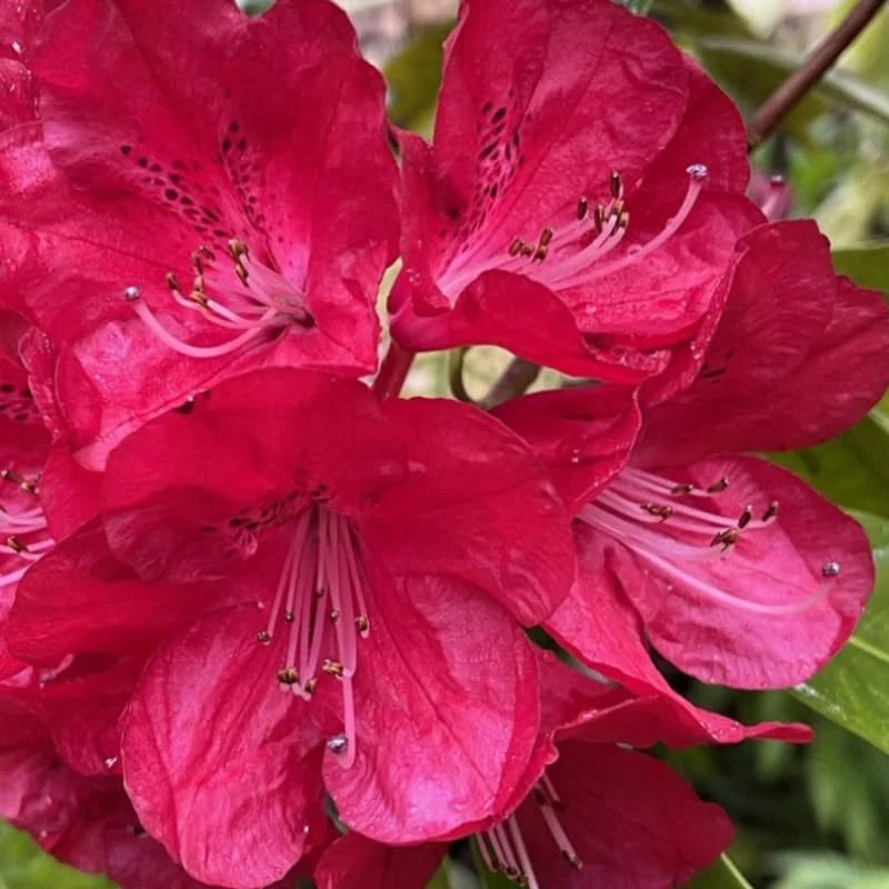Red Rhododendron Plant Live Azalea Bush Ready to Plant Full Sun