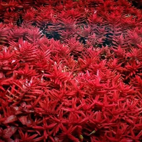 Red Rotala Rotundifolia Aquarium Plants - Live Rotala Bundle for Freshwater Aquariums