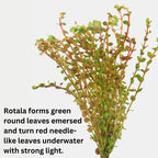 Red Rotala Rotundifolia Aquarium Plants - Live Rotala Bundle for Freshwater Aquariums