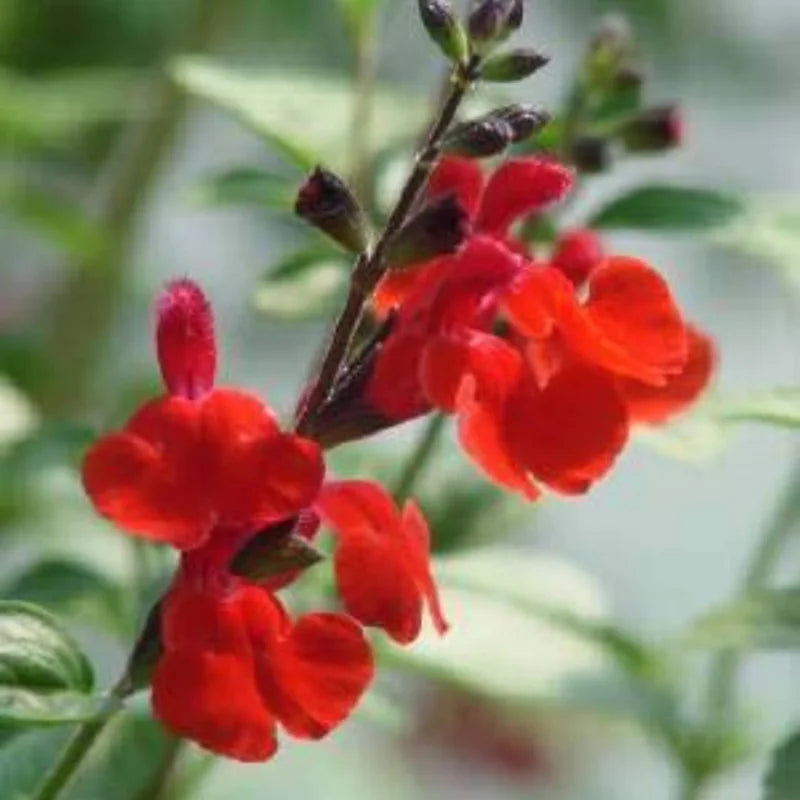 Red Sage Plants Live - Set of 4 Perennial Salvia Sage for Growing