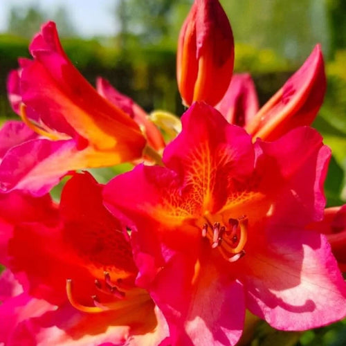 Reddish-Orange Rhododendron Live Plant - Fragrant Azalea Bush for Outdoor Planting